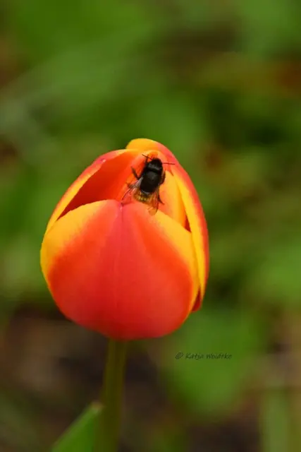 Garten im Jahreslauf (Foto: Katja Woidtke)

Zart durch den April - Wildbiene auf einer Tulpenblüte | Foto: Katja Woidtke
