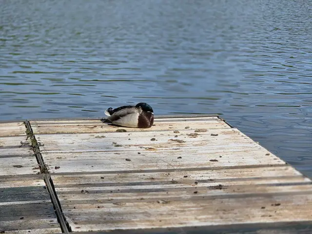 Foto: Freie Schwimmer Rheinkamp