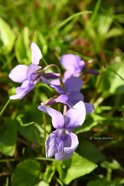 Garten im Jahreslauf (Foto: Katja Woidtke)

Zart durch den April - Veilchen  | Foto: Katja Woidtke