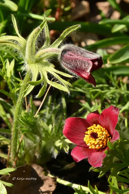 Garten im Jahreslauf (Foto: Katja Woidtke)

Zart durch den April - Kuhschelle im Sonnenbeet | Foto: Katja Woidtke