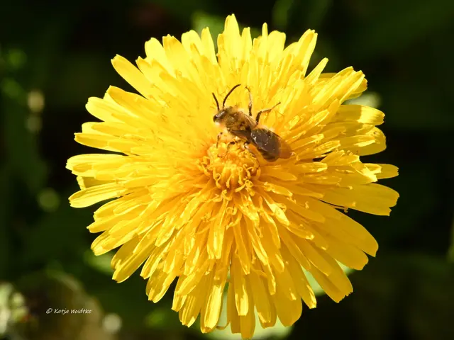 Garten im Jahreslauf (Foto: Katja Woidtke)

Zart durch den April - Löwenzahnblüte auf der wilden Wiese | Foto: Katja Woidtke