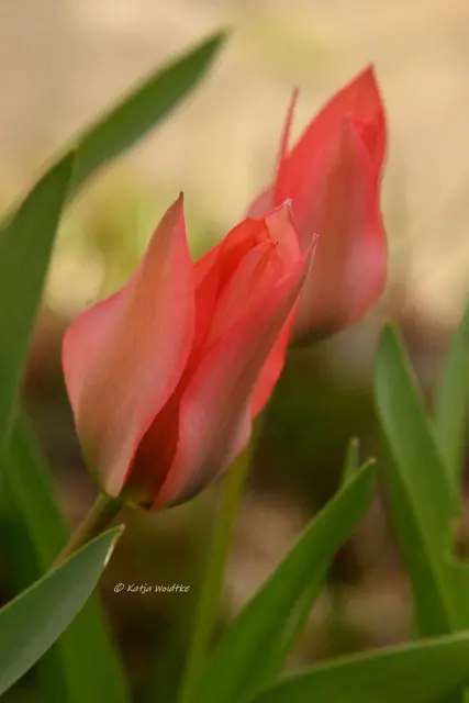 Garten im Jahreslauf (Foto: Katja Woidtke)

Zart durch den April - Tulpenzauber | Foto: Katja Woidtke
