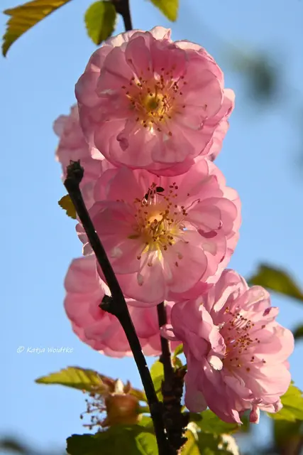 Garten im Jahreslauf (Foto: Katja Woidtke)

Zart durch den April - Mandelbäumchen | Foto: Katja Woidtke
