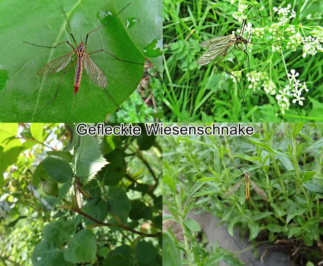 Gefleckte Wiesenschnake / Gefleckte Wiesen-Krähenschnake (Nephrotoma appendiculata) Claude Pierre 1919
Ordnung: Zweiflügler (Diptera)
Unterordnung: Mücken (Nematocera)
Familie: Schnaken (Tipulidae)
Gattung: Krähenschnaken (Nephrotoma)
Art: Gefleckte Wiesenschnake
 | Foto: GvMeegen