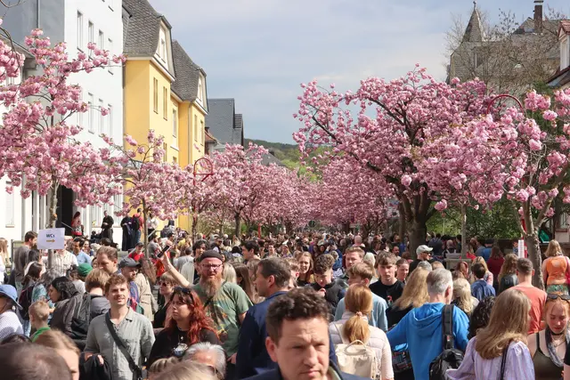 Besucher beim Kirschblütenfest