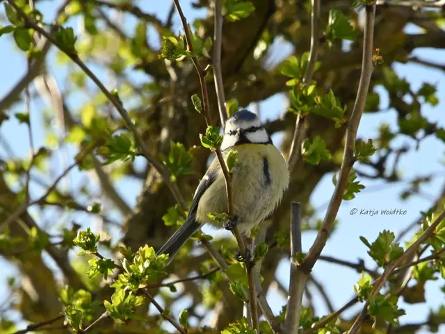 Garten im Jahreslauf (Foto: Katja Woidtke)

Zart durch den April - Blaumeise | Foto: Katja Woidtke