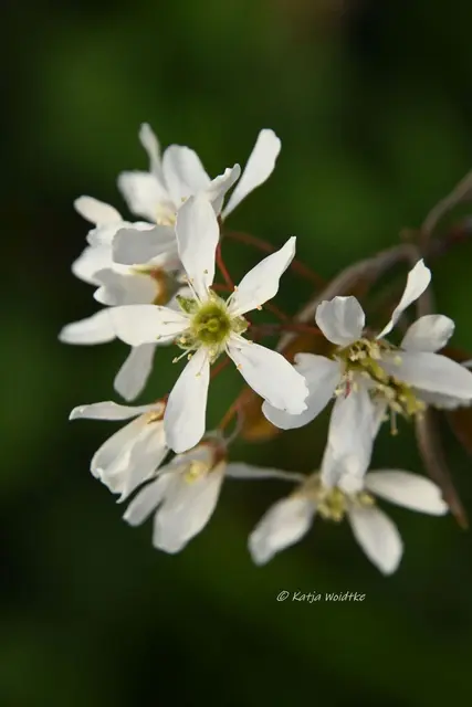 Garten im Jahreslauf (Foto: Katja Woidtke)

Zart durch den April - Felsenbirne | Foto: Katja Woidtke