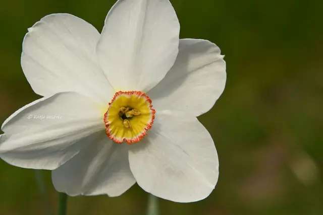 Garten im Jahreslauf (Foto: Katja Woidtke)

Zart durch den April - Dichter-Narzisse | Foto: Katja Woidtke