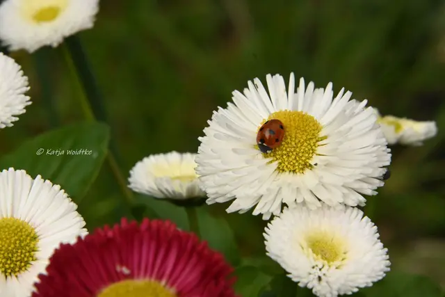 Garten im Jahreslauf (Foto: Katja Woidtke)

Zart durch den April - Marienkäfer auf Bellis | Foto: Katja Woidtke