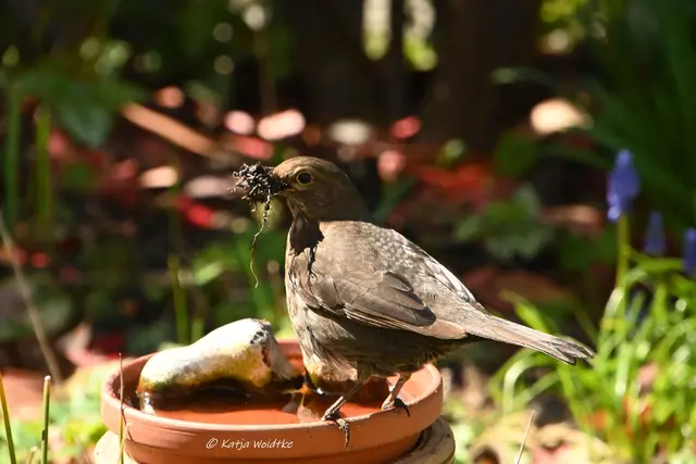 Garten im Jahreslauf (Foto: Katja Woidtke)

Zart durch den April - Amsel mit Nistmaterial | Foto: Katja Woidtke