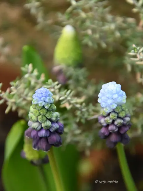Garten im Jahreslauf (Foto: Katja Woidtke)

Zart durch den April - Muscari | Foto: Katja Woidtke