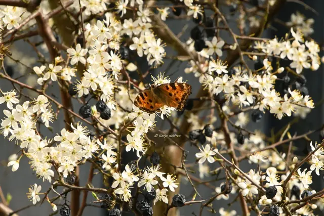 Garten im Jahreslauf (Foto: Katja Woidtke)

Zart durch den April - C-Falter | Foto: Katja Woidtke