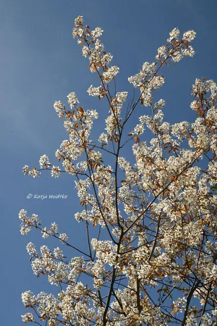 Garten im Jahreslauf (Foto: Katja Woidtke)

Zart durch den April - Felsenbirne | Foto: Katja Woidtke