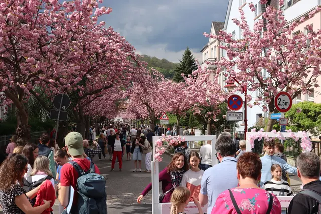 Besucher beim Kirschblütenfest