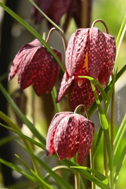Garten im Jahreslauf (Foto: Katja Woidtke)

Zart durch den April - Schachbrettblume | Foto: Katja Woidtke
