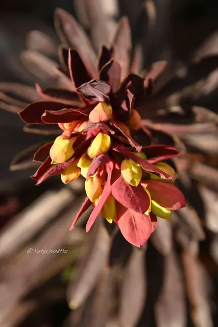 Garten im Jahreslauf (Foto: Katja Woidtke)

Zart durch den April - Wolfsmilch | Foto: Katja Woidtke