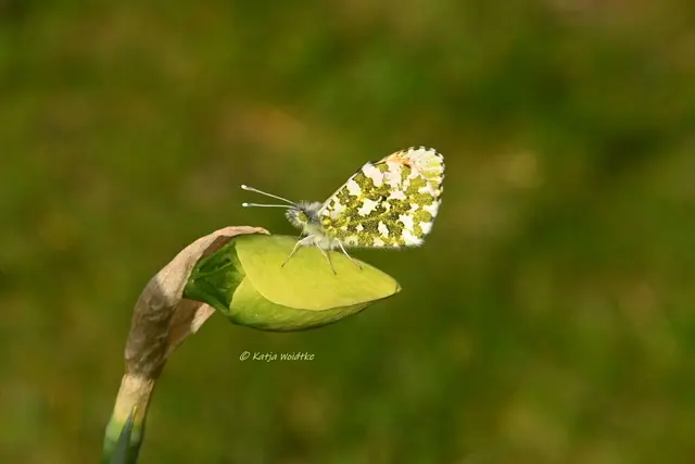 Garten im Jahreslauf (Foto: Katja Woidtke)

Zart durch den April - Aurorafalter | Foto: Katja Woidtke