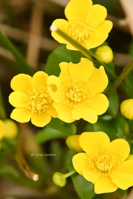 Garten im Jahreslauf (Foto: Katja Woidtke)

Zart durch den April - Sumpfdotterblume | Foto: Katja Woidtke