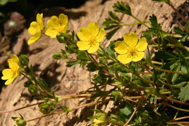 Garten im Jahreslauf (Foto: Katja Woidtke)

Zart durch den April - Frühlings-Fingerkraut | Foto: Katja Woidtke