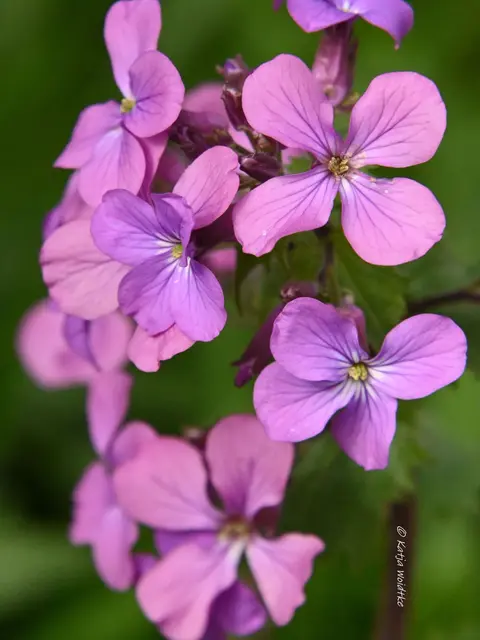 Garten im Jahreslauf (Foto: Katja Woidtke)

Zart durch den April - Blüten des Silberblatts | Foto: Katja Woidtke