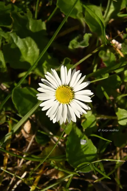 Garten im Jahreslauf (Foto: Katja Woidtke)

Zart durch den April - Gänseblümchen | Foto: Katja Woidtke