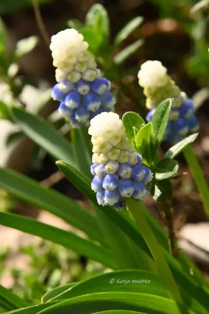Garten im Jahreslauf (Foto: Katja Woidtke)

Zart durch den April - Muscari | Foto: Katja Woidtke