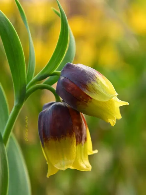 Garten im Jahreslauf (Foto: Katja Woidtke)

Zart durch den April - Türkische Schachbrettblume | Foto: Katja Woidtke