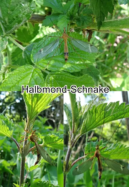 Halbmond-Schnake (Tipula lunata) Carl von Linné 1758
Ordnung: Zweiflügler (Diptera)
Unterordnung: Mücken (Nematocera)
Familie: Schnaken (Tipulidae)
Gattung:	Tipula
Untergattung:	Lunatipula
Art: Halbmond-Schnake | Foto: GvMeegen