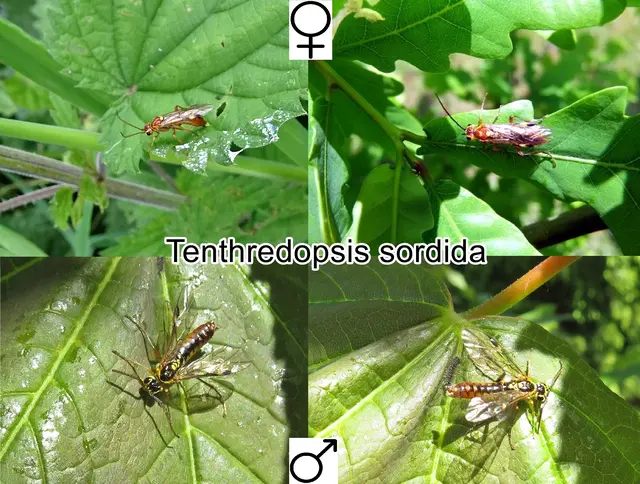 (odtN) Tenthredopsis sordida Johann Christoph Friedrich Klug 1817
Ordnung:	Hautflügler (Hymenoptera)
Familie:	Echte Blattwespen (Tenthredinidae)
Unterfamilie:	Tenthredininae
Tribus:	Tenthredopsini
Gattung:	Tenthredopsis
Art:	Tenthredopsis sordida | Foto: GvMeegen
