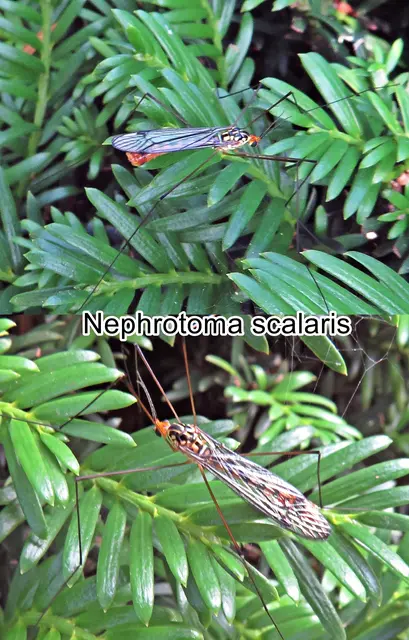 (odtN) Nephrotoma scalaris   Johann Wilhelm Meigen 1818
Ordnung: Zweiflügler (Diptera)
Unterordnung: Mücken (Nematocera)
Familie: Schnaken (Tipulidae)
Gattung:	Tipula
Art: Nephrotoma scalaris | Foto: GvMeegen