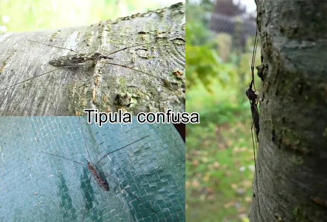 (odtN) Tipula confusa  Frederik Maurits van der Wulp 1883
Ordnung:	Zweiflügler (Diptera)
Unterordnung:	Mücken (Nematocera)
Familie:	Schnaken (Tipulidae)
Unterfamilie:	Tipulinae
Gattung:	Tipula
Untergattung:	Savtshenkia
Art:	Tipula confusa | Foto: GvMeegen