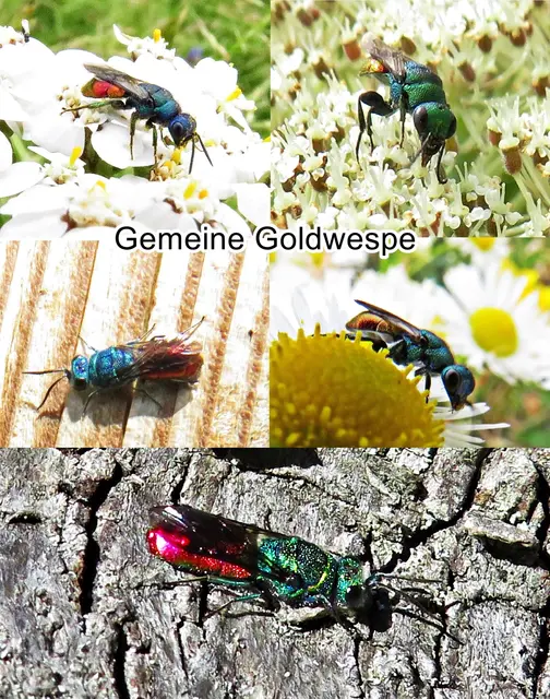 Gemeine Goldwespe / Feuer Goldwespe (Chrysis ignita) Carl von Linné 1758
Ordnung:	Hautflügler (Hymenoptera)
Teilordnung:	Stechimmen (Aculeata)
Überfamilie:	Chrysidoidea
Familie:	Goldwespen (Chrysididae)
Unterfamilie:	Chrysidinae
Gattung:	Chrysis
Art:	Gemeine Goldwespe | Foto: GvMeegen