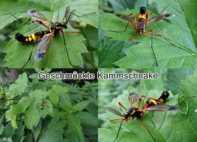 Männchen - Geschmückte Kammschnake (Ctenophora festiva) Johann Wilhelm Meigen 1804
Ordnung:	Zweiflügler (Diptera)
Unterordnung:	Mücken (Nematocera)
Familie:	Schnaken (Tipulidae)
Gattung:	Kammschnaken (Ctenophora)
Art: Geschmückte Kammschnake  | Foto: GvMeegen