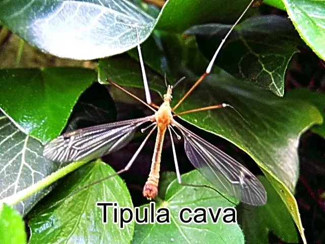 (odtN) Tipula cava  Max Paul Riedel 1913
Ordnung:	Zweiflügler (Diptera)
Unterordnung:	Mücken (Nematocera)
Familie:	Schnaken (Tipulidae)
Gattung:	Tipula
Untergattung:	Lunatipula
Art: Tipula cava | Foto: GvMeegen
