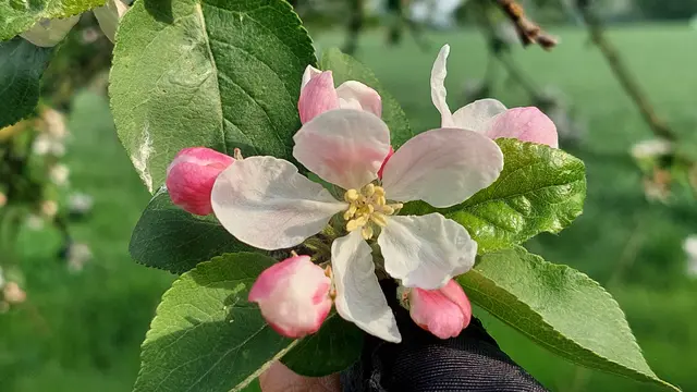 Apfelblüte 