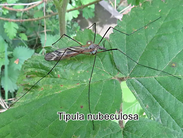 (odtN) Tipula nubeculosa  Johann Wilhelm Meigen 1804
Ordnung:	Zweiflügler (Diptera)
Unterordnung:	Mücken (Nematocera)
Familie:	Schnaken (Tipulidae)
Gattung:	Tipula
Untergattung:	Vestiplex
Art: Tipula nubeculosa | Foto: GvMeegen