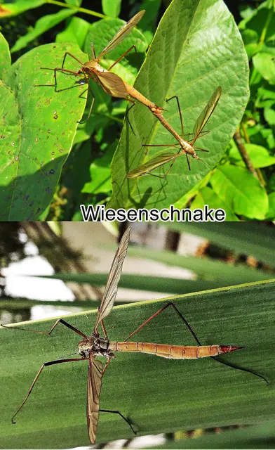 Wiesenschnake / Sumpfschnake (Tipula paludosa) Johann Wilhelm Meigen 1830
Ordnung:	Zweiflügler (Diptera)
Unterordnung:	Mücken (Nematocera)
Familie:	Schnaken (Tipulidae)
Gattung:	Tipula
Art:	Wiesenschnake | Foto: GvMeegen