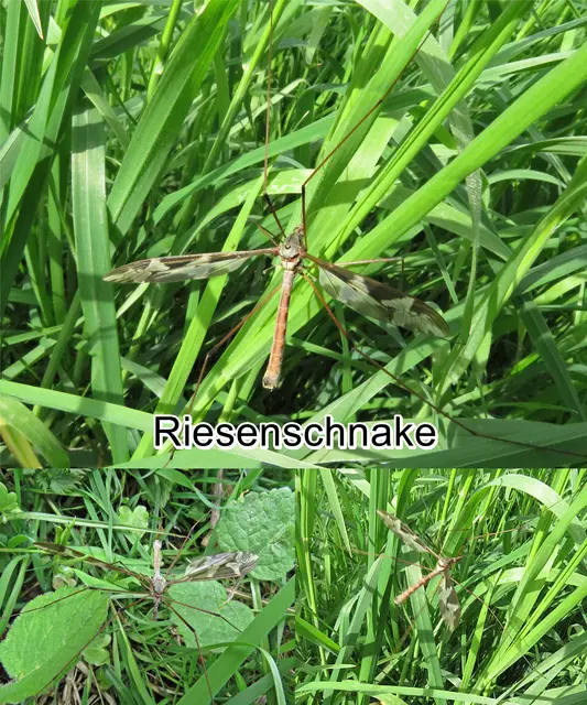Riesenschnake (Tipula maxima) Nicolaus Poda von Neuhaus 1761
Ordnung:	Zweiflügler (Diptera)
Unterordnung:	Mücken (Nematocera)
Familie:	Schnaken (Tipulidae)
Art:	Riesenschnake | Foto: GvMeegen