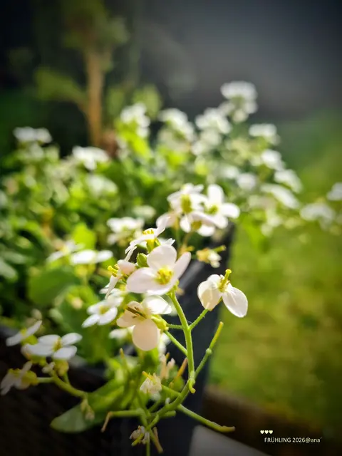 Zartes im Frühjahr
