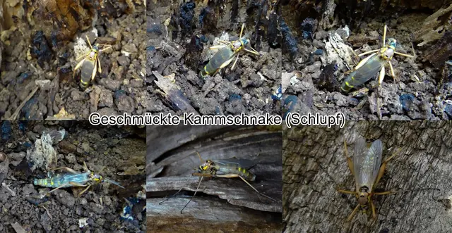 Schlupf - Geschmückte Kammschnake (Ctenophora festiva) Johann Wilhelm Meigen 1804
Ordnung:	Zweiflügler (Diptera)
Unterordnung:	Mücken (Nematocera)
Familie:	Schnaken (Tipulidae)
Gattung:	Kammschnaken (Ctenophora)
Art: Geschmückte Kammschnake  | Foto: GvMeegen