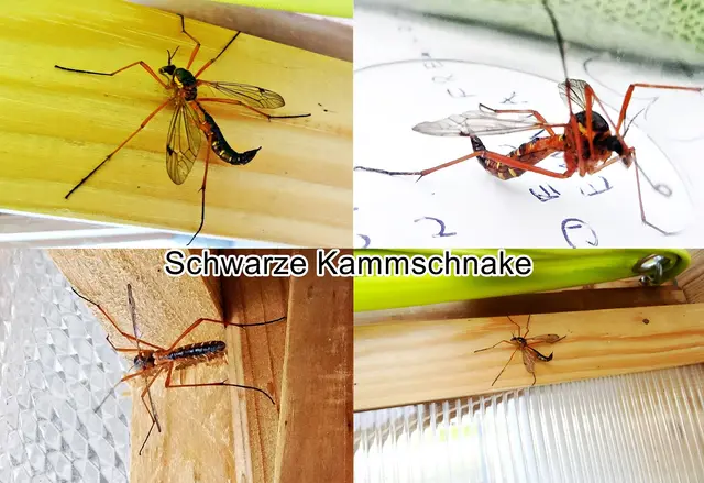 Schwarze Kammschnake / Holzschnake (Tanyptera atrata)  Carl von Linné 1758
Ordnung:	Zweiflügler (Diptera)
Unterordnung:	Mücken (Nematocera)
Familie:	Schnaken (Tipulidae)
Gattung:	Tanyptera
Art:	Schwarze Kammschnake | Foto: GvMeegen