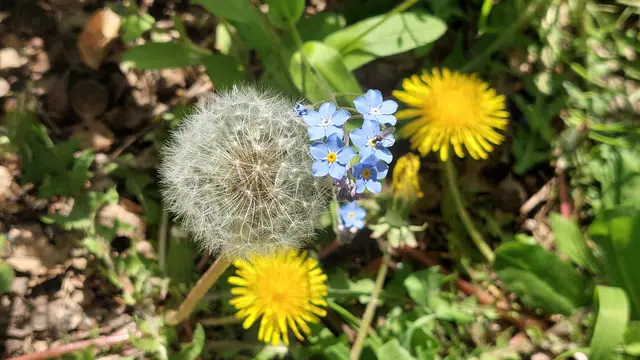 Am Wegesrand 