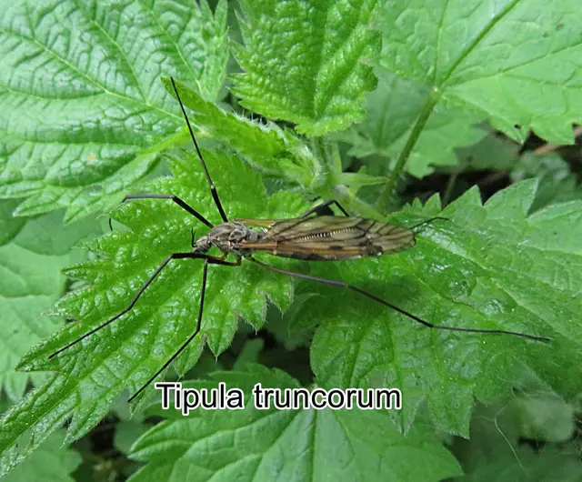 (odtN) Tipula truncorum  Johann Wilhelm Meigen 1830
Ordnung:	Zweiflügler (Diptera)
Unterordnung:	Mücken (Nematocera)
Familie:	Schnaken (Tipulidae)
Gattung:	Tipula
Art: Tipula truncorum | Foto: GvMeegen