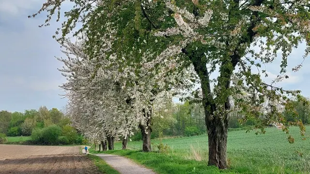 Kirschbaumallee