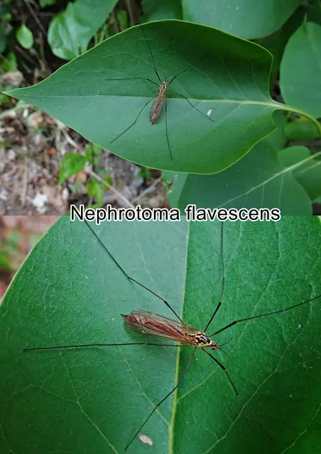 (odtN) Nephrotoma flavescens   Carl von Linné 1758
Ordnung: Zweiflügler (Diptera)
Unterordnung: Mücken (Nematocera)
Familie: Schnaken (Tipulidae)
Gattung:	Tipula
Art: Nephrotoma flavescens | Foto: GvMeegen