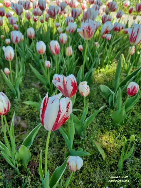Tulpen in der GRUGA
