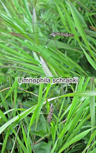 (odtN) Limnophila schranki  Pjotr Oosterbroek 1992
Ordnung:	Zweiflügler (Diptera)
Unterordnung:	Mücken (Nematocera)
Familie:	Stelzmücken (Limoniidae)
Unterfamilie:	Limnophilinae
Gattung:	Limnophila
Untergattung:	Limnophila
Art:	Limnophila schranki | Foto: GvMeegen