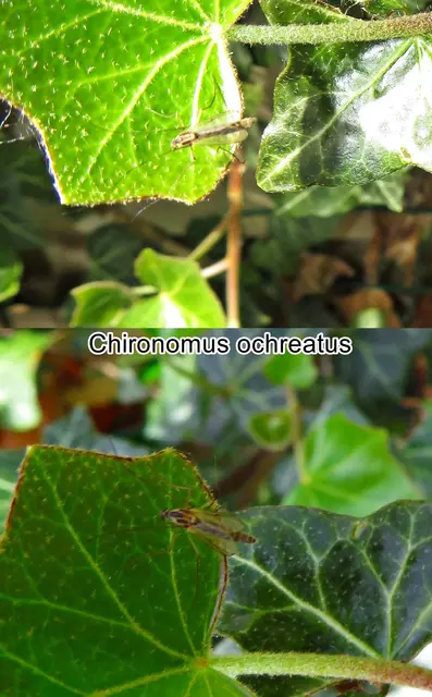 (odtN) Chironomus ochreatus  Townes 1945
Ordnung:	Zweiflügler (Diptera)
Unterordnung:	Mücken (Nematocera)
Familie:	Zuckmücken (Chironomidae)
Gattung:	Chironomus
Art: Chironomus ochreatus | Foto: GvMeegen