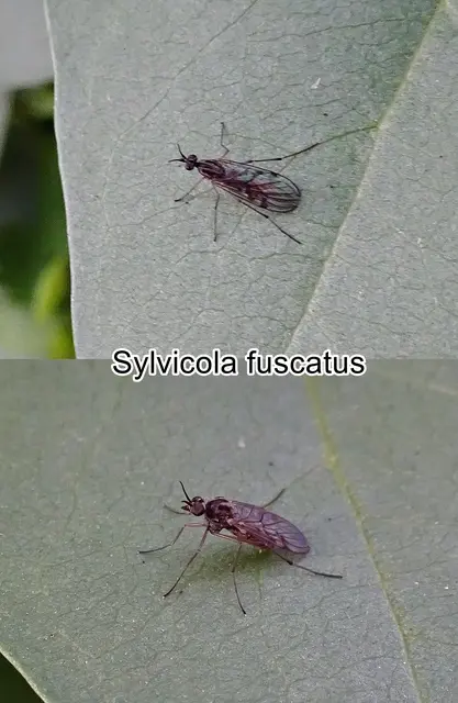 (odtN) Sylvicola fuscatus   Johann Christian Fabricius 1775
Ordnung:	Zweiflügler (Diptera)
Unterordnung:	Mücken (Nematocera)
Familie:	Fenstermücken (Anisopodidae)
Gattung:	Sylvicola
Art: Sylvicola fuscatus | Foto: GvMeegen