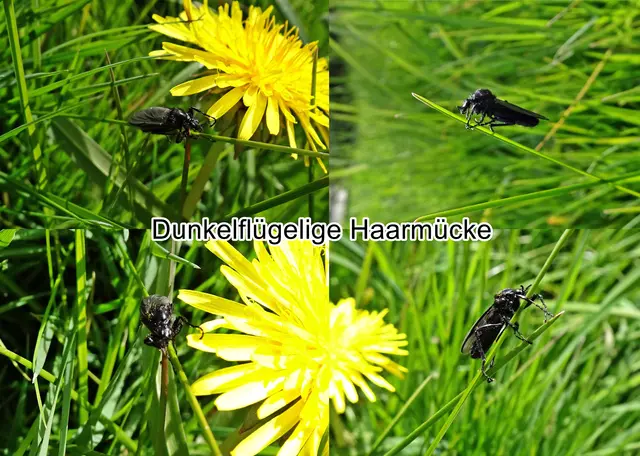 Dunkelflügelige Haarmücke / Gemeine Strahlenmücke (Dilophus febrilis) Carl von Linné 1758
Ordnung:	Zweiflügler (Diptera)
Unterordnung:	Mücken (Nematocera)
Überfamilie:	Bibionoidea
Familie:	Haarmücken (Bibionidae)
Unterfamilie:	Bibioninae
Gattung:	Dilophus
Art:	Dunkelflügelige Haarmücke | Foto: GvMeegen